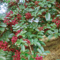 Red Peppercorns Peppertree Pricklyash Sichuan Peppercorn